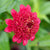 Sanguinea Cupcake Zinnia Seeds