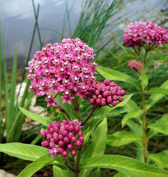 planting swamp milkweed seeds Swamp Milkweed