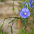 Common Flax Organic