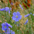Common Flax Organic