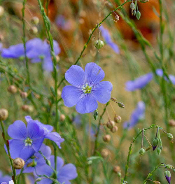 Common Flax Organic