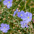 Common Flax Organic