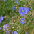 Common Flax Organic