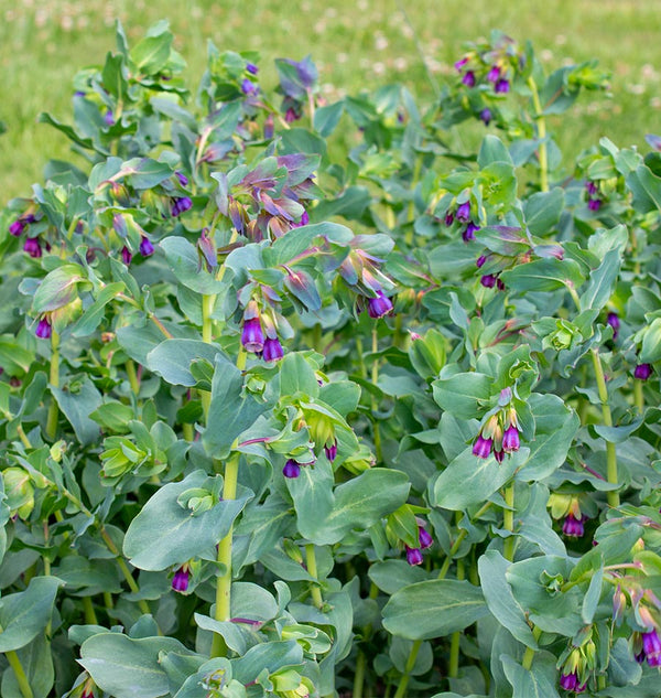 Honeywort