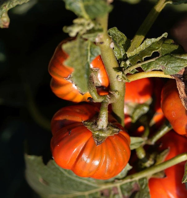 pumpkin on a stick plant seeds Pumpkin on a Stick Eggplant Seeds – West Coast Seeds