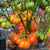 Pumpkin on a Stick