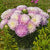 King Size Appleblossom