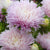King Size Appleblossom