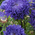 King Size Mid-Blue
