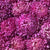 King Size Rose