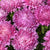 King Size Rose