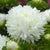 King Size White