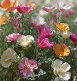 Thai Silk Formula Poppy Flowers from West Coast Seeds
