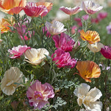 Thai Silk Formula Poppy Flowers from West Coast Seeds