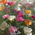 Thai Silk Formula Poppy Flowers from West Coast Seeds