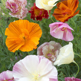 Thai Silk Poppies from West Coast Seeds