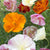 Thai Silk Poppies from West Coast Seeds