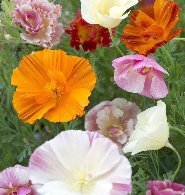Thai Silk Poppies from West Coast Seeds