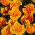 Lady Marmalade