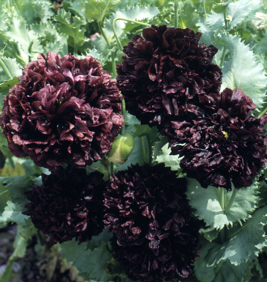 black beauty peony flower seeds Black Peony