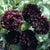 Black Peony