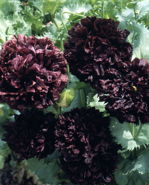 Black peonies on sale
