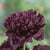Black Peony