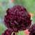 Black Peony