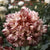 Flemish Antique Peony