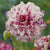Flemish Antique Peony