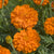 Kees' Orange