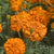 Kees' Orange