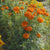 Kees' Orange