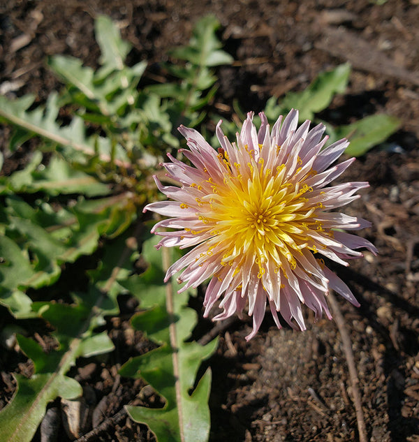 Pink Dandelion