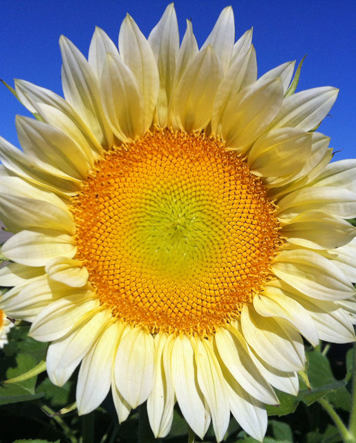 White sunflowers discount