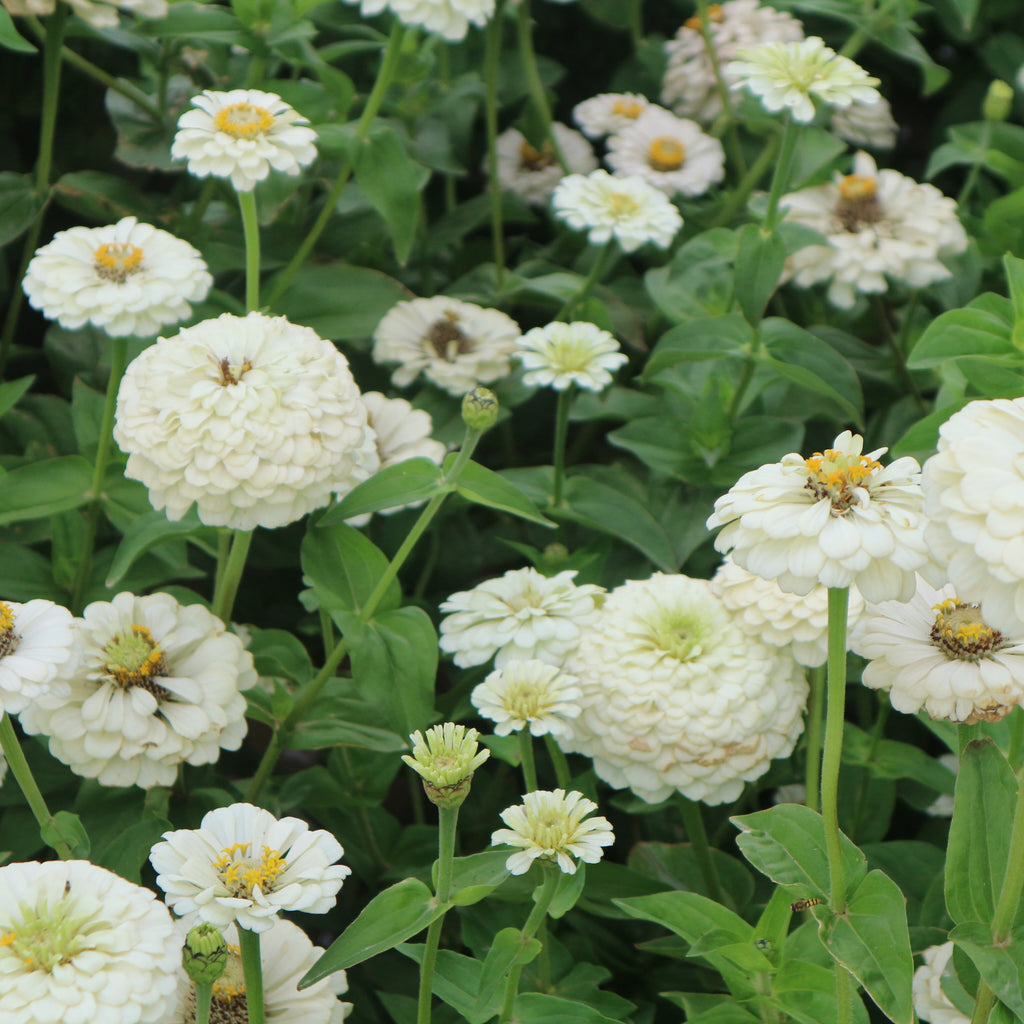 Oklahoma Ivory – West Coast Seeds
