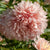 King Size Apricot