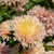 King Size Apricot