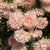 King Size Apricot