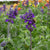 Big Blue Salvia Seeds