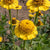 Lemon Cupcake Zinnia Seeds