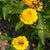 Lemon Cupcake Zinnia Seeds