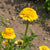 Lemon Cupcake Zinnia Seeds