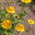 Lemon Cupcake Zinnia Seeds