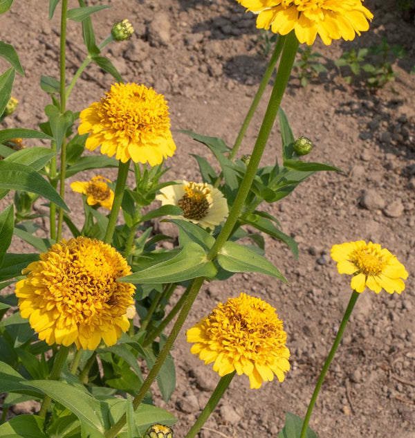 Lemon Cupcake Zinnia Seeds