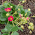 Rose Berries Galore F1