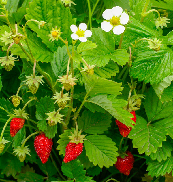 Regina West Coast Seeds