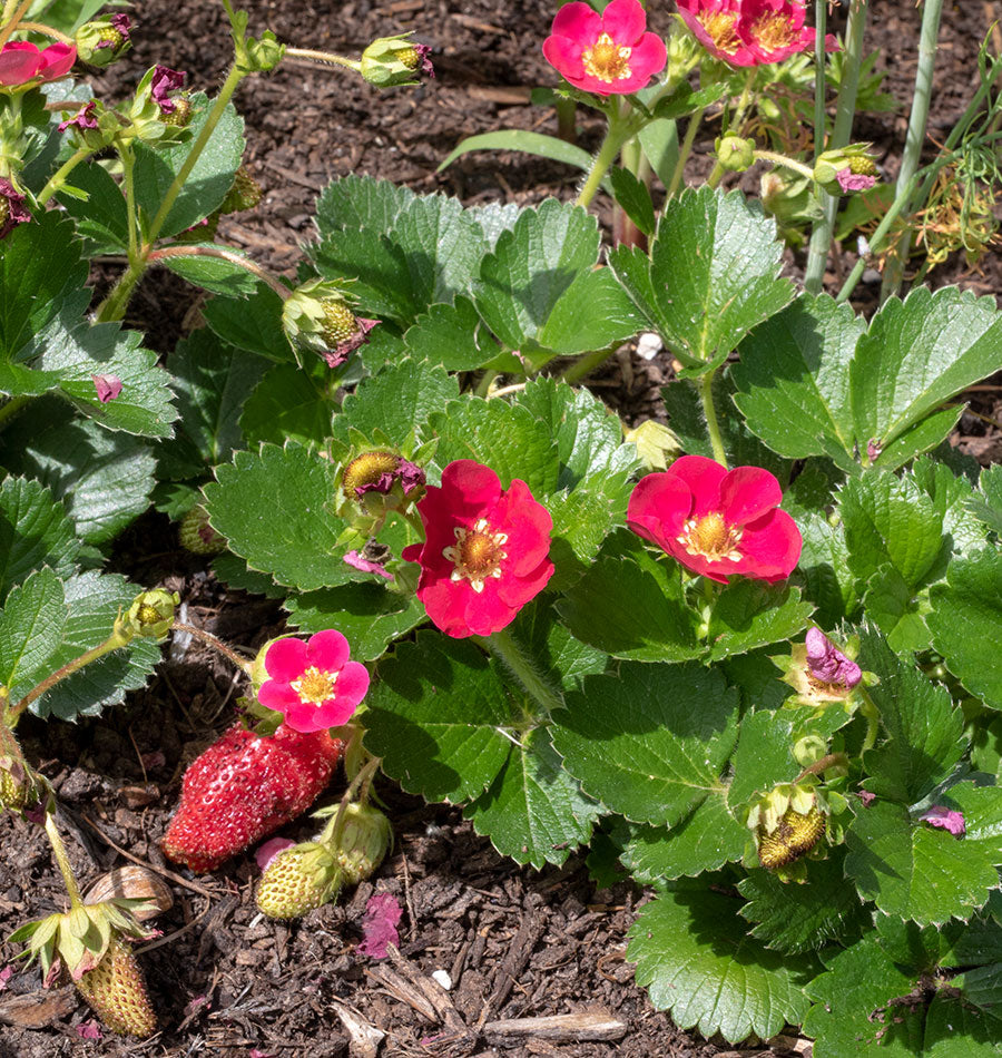 rose strawberry seeds Rose Berries Galore F1