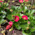 Rose Berries Galore F1