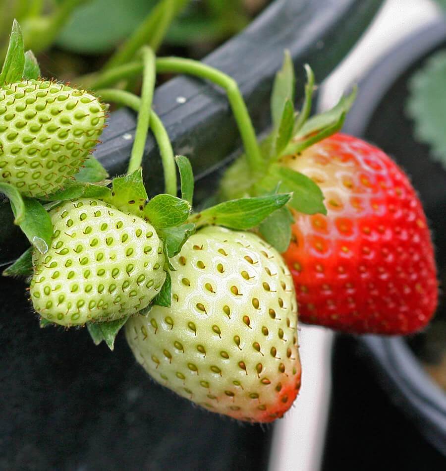 Strawberry Toscana Seeds – 100+ Seeds For Growing Sweet, Edible Berries Indoors/Outdoors